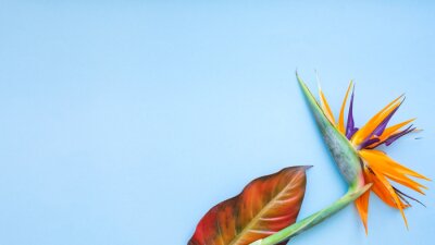 Papier peint  Background of tropical flowers, strelitzia and palm leaves. Place for text. Flat lay.  Summer concept.