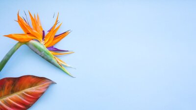Papier peint  Background of tropical flowers, strelitzia and palm leaves. Place for text. Flat lay.  Summer concept.