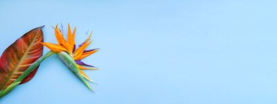 Papier peint  Background of tropical flowers, strelitzia and palm leaves. Place for text. Flat lay. Summer concept.