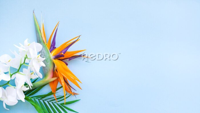 Papier peint  Background of tropical flowers, strelitzia and palm leaves. Place for text. Flat lay.  Summer concept.