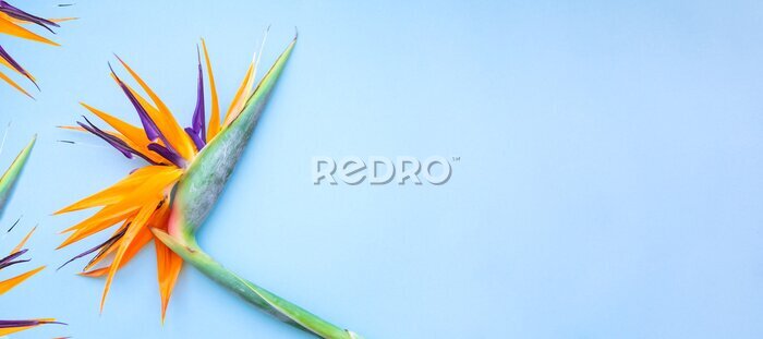 Papier peint  Background of tropical flowers, strelitzia and palm leaves. Place for text. Flat lay.  Summer concept.