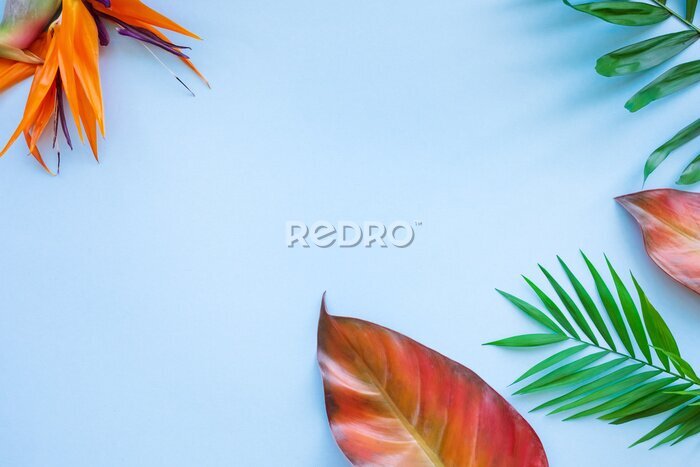 Papier peint  Background of tropical flowers, strelitzia and palm leaves. Place for text. Flat lay.  Summer concept.