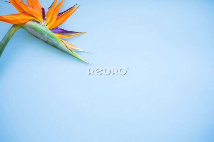 Papier peint  Background of tropical flowers, strelitzia and palm leaves. Place for text. Flat lay.  Summer concept.