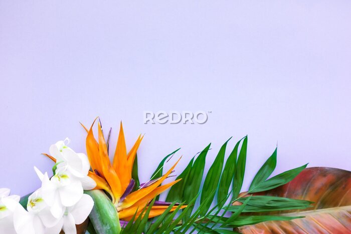 Papier peint  Background of tropical flowers, strelitzia and palm leaves. Place for text. Flat lay.  Summer concept.