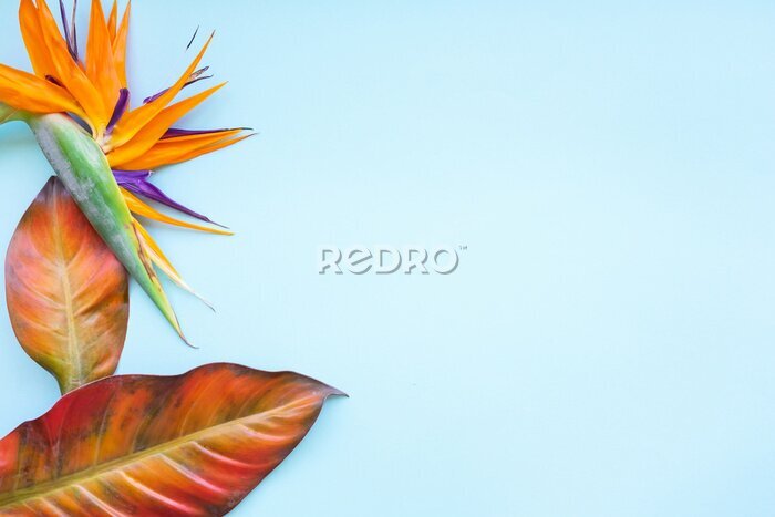 Papier peint  Background of tropical flowers, strelitzia and palm leaves. Place for text. Flat lay.  Summer concept.