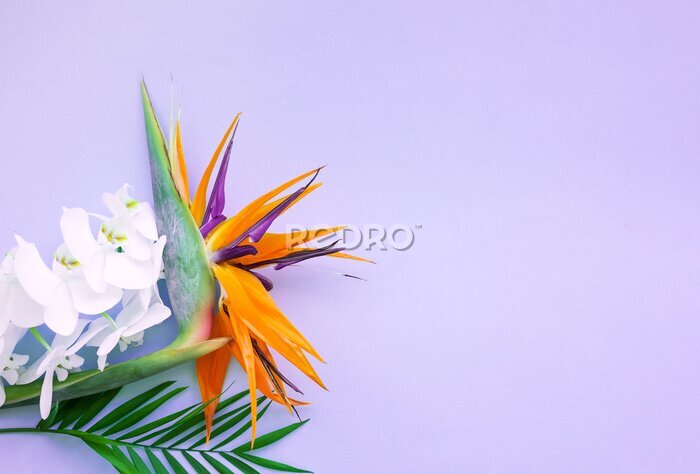 Papier peint  Background of tropical flowers, strelitzia and palm leaves. Place for text. Flat lay.  Summer concept.