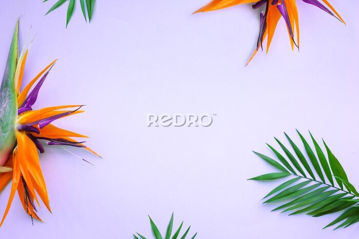 Papier peint  Background of tropical flowers, strelitzia and palm leaves. Place for text. Flat lay.  Summer concept.