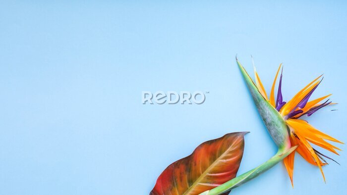 Papier peint  Background of tropical flowers, strelitzia and palm leaves. Place for text. Flat lay.  Summer concept.