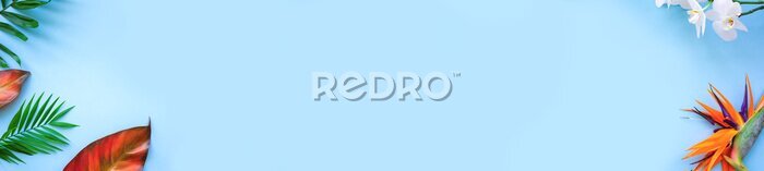 Papier peint  Background of tropical flowers, strelitzia and palm leaves. Place for text. Flat lay.  Summer concept.