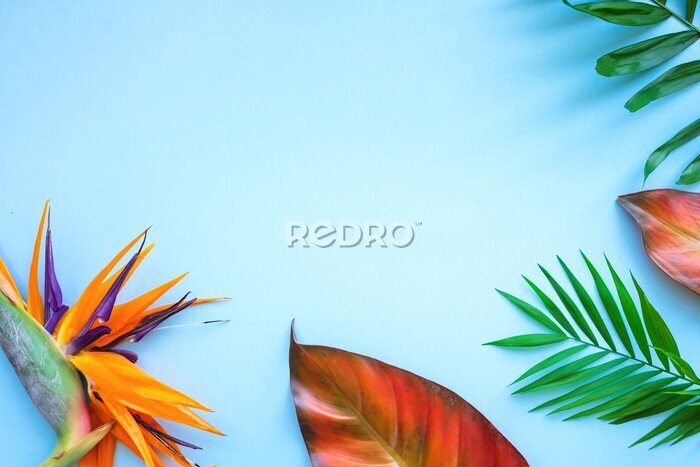 Papier peint  Background of tropical flowers, strelitzia and palm leaves. Place for text. Flat lay. Summer concept.
