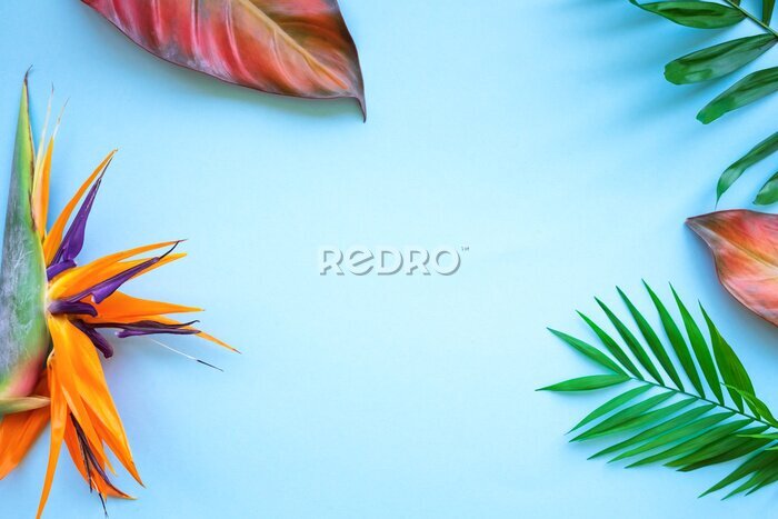 Papier peint  Background of tropical flowers, strelitzia and palm leaves. Place for text. Flat lay. Summer concept.