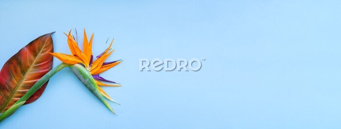 Papier peint  Background of tropical flowers, strelitzia and palm leaves. Place for text. Flat lay. Summer concept.