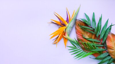 Papier peint  Background of tropical flowers, strelitzia and palm leaves. Place for text. Flat lay.  Summer concept.Tropical flowers background.