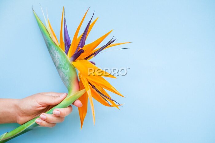 Papier peint  Background of tropical flowers, strelitzia in female hand. Place for text. Flat lay.  Summer concept.