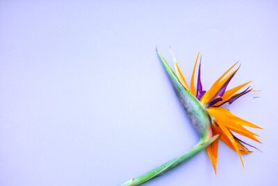 Papier peint  Background of tropical flowers strelitzia . Place for text.  Flat lay.  Summer concept.