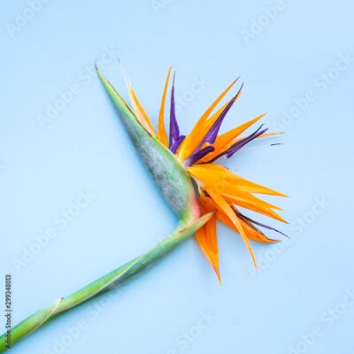 Papier peint  Background of tropical flowers strelitzia . Place for text. Flat lay. Summer concept.