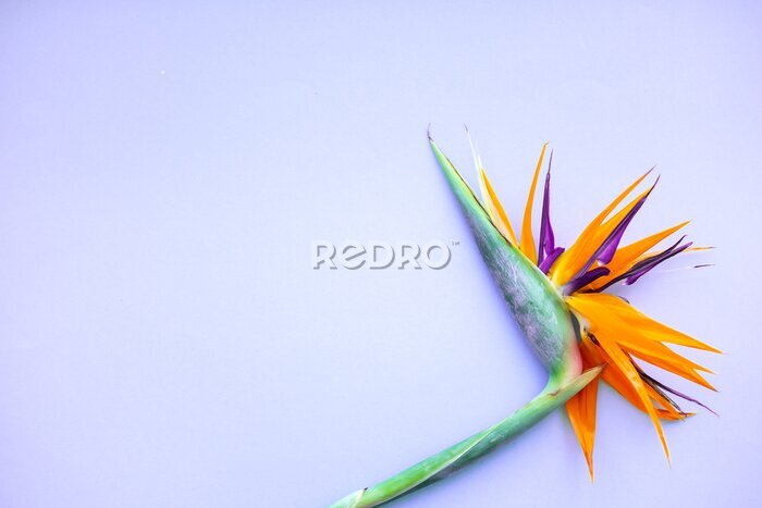 Papier peint  Background of tropical flowers strelitzia . Place for text.  Flat lay.  Summer concept.