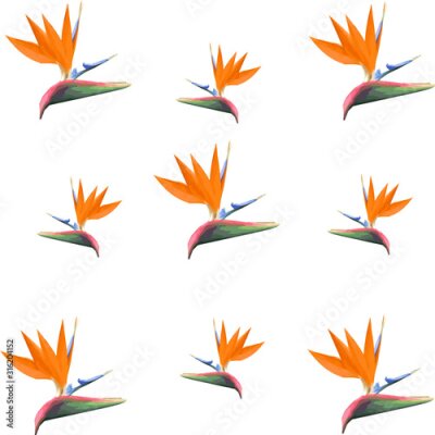 Papier peint  Background, pattern or set of little bird flowers. Digital paper with spring design. Vector EPS 8 of the bird of paradise flower or Strelitzia reginae