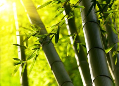 Papier peint  Bambou 3D dans la forêt