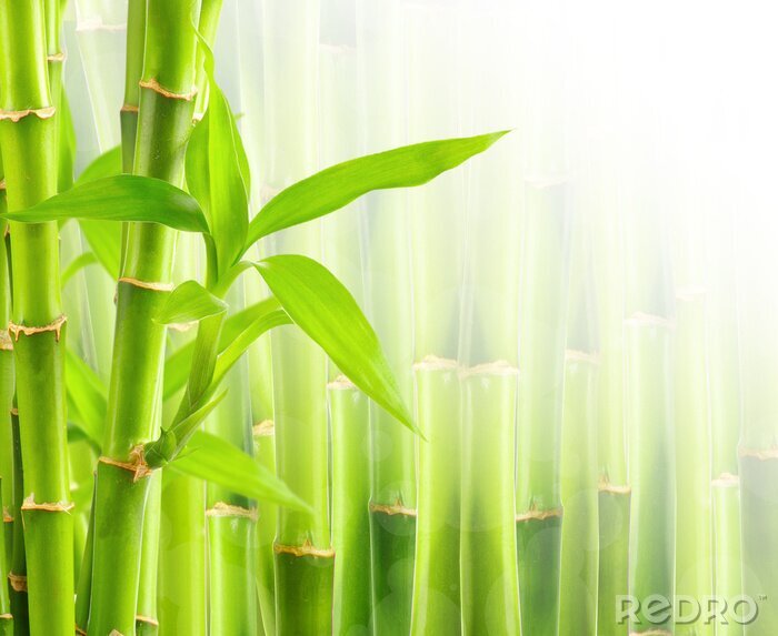 Papier peint  Bambou 3D sur fond vert