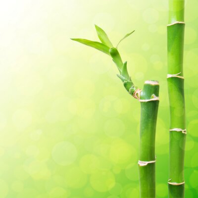 Bambou à fleurs