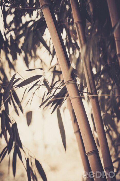 Papier peint  Bambou dans des teintes de sépia