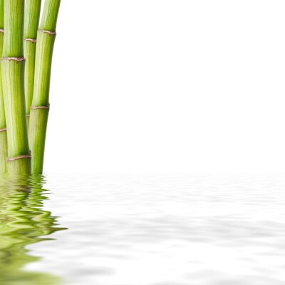 Papier peint  Bambou dans l'eau