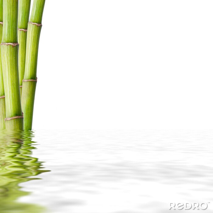 Papier peint  Bambou dans l'eau