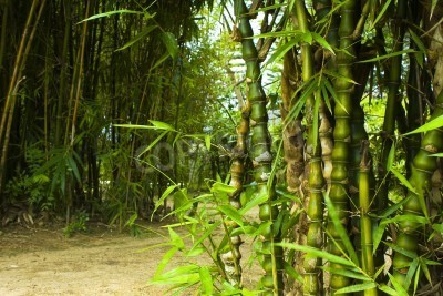 Papier peint  Bambou dans la forêt vierge