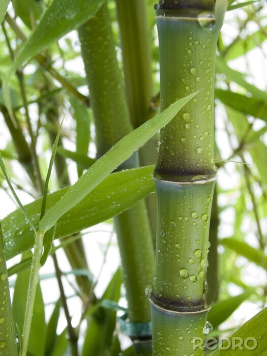 Papier peint  Bambou dans les gouttes de pluie