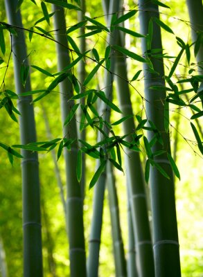 Papier peint  Bambou dans un bosquet exotique