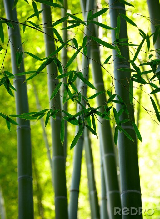 Papier peint  Bambou dans un bosquet exotique