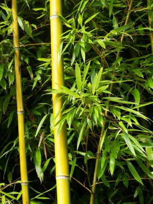 Bambou dans une forêt exotique