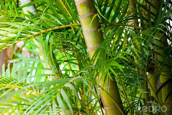Papier peint  Bambou dans une forêt tropicale