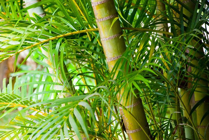 Papier peint  Bambou dans une forêt tropicale