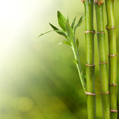 Bambou en fleur dans les gouttes d'eau
