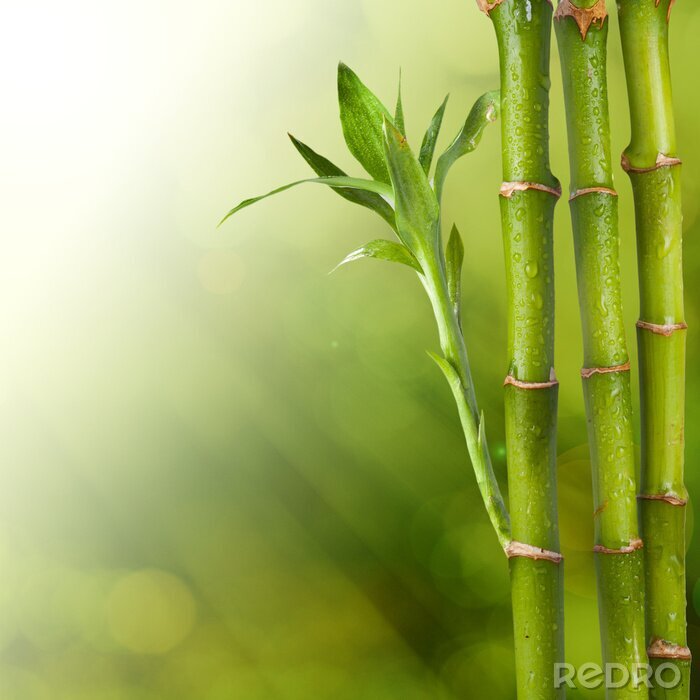 Papier peint  Bambou en fleur dans les gouttes d'eau