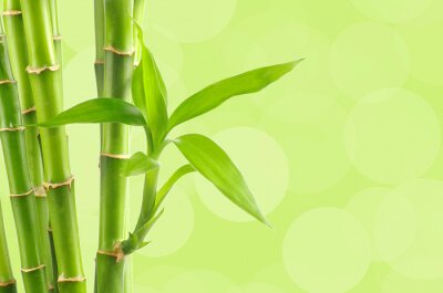 Bambou en fleur sur fond vert