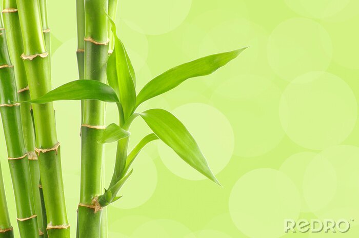 Papier peint  Bambou en fleur sur fond vert