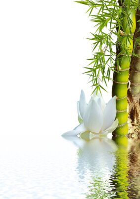 Papier peint  Bambou et lotus sur l'eau