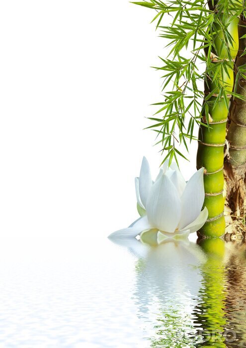Papier peint  Bambou et lotus sur l'eau