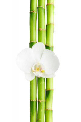 Papier peint  Bambou et orchidée blanche