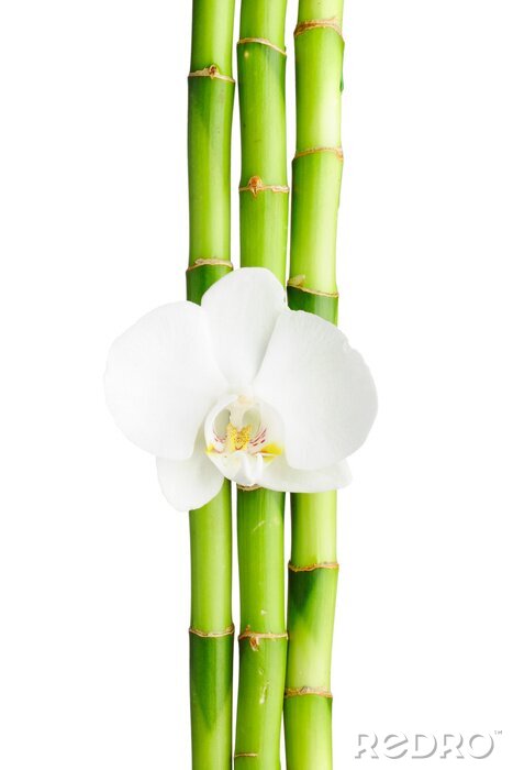 Papier peint  Bambou et orchidée blanche