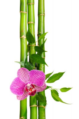 Papier peint  Bambou et orchidée rose