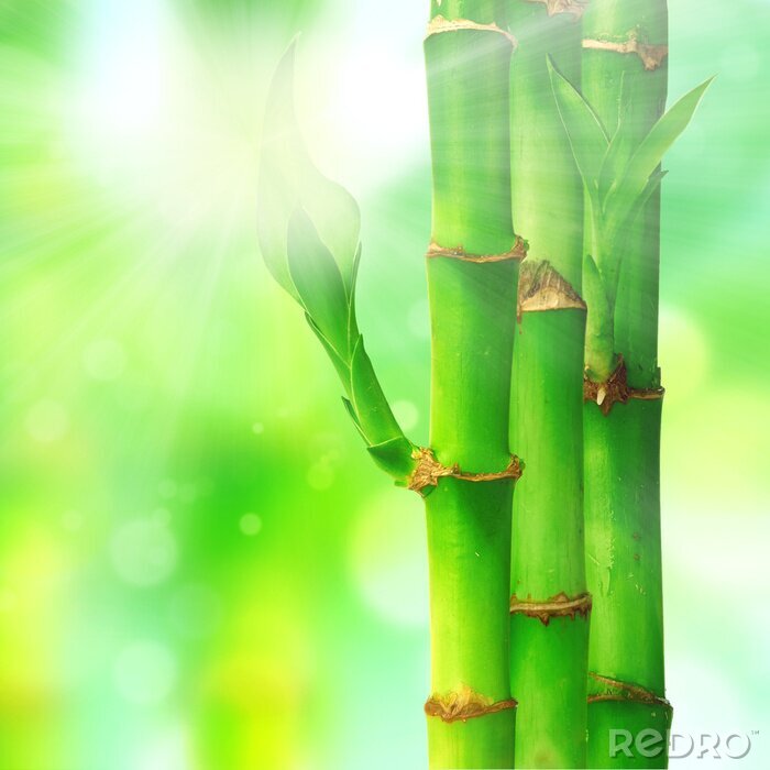Papier peint  Bambou et rayons de soleil