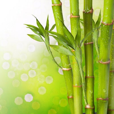 Bambou humide sur fond vert
