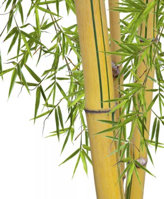 Papier peint  Bambou jaune avec des feuilles vertes