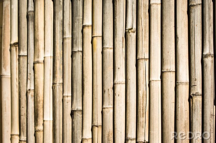 Papier peint  Bambou séché