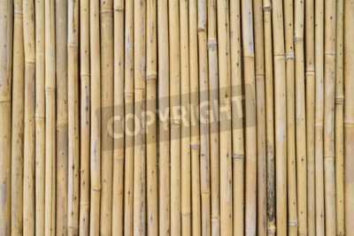 Papier peint  Bambou séché de près