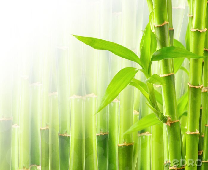 Papier peint  Bambou sur fond de plantes